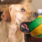 Философские размышления о слот-игре Dog House для пенсионеров