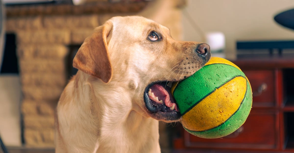 Философские размышления о слот-игре Dog House для пенсионеров