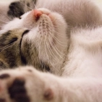 Философский взгляд на игру Sweet Bonanza для зрелого возраста